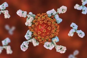 Coronavirus antibody